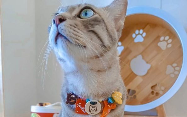 ผมชื่อมาดีเป็น SEO Koi Cat ครับ